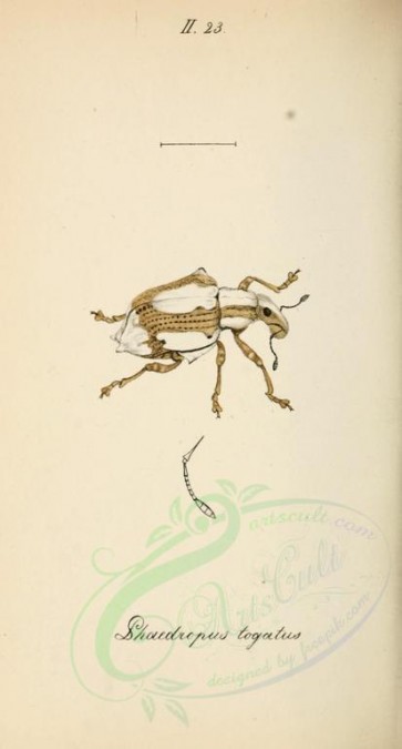 insects-17121 - 102-phaedropus [1845x3430]