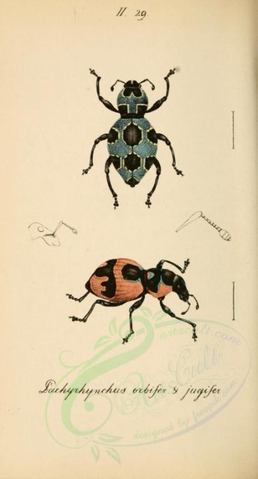 insects-17127 - 108-pachyrhynchus [1845x3430]