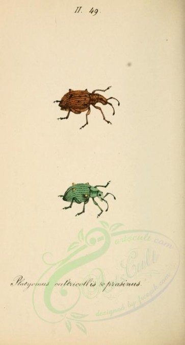 insects-17147 - 128-platyomus [1845x3430]