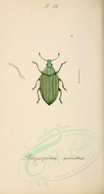 insects-17151 - 132-platyaspistes [1845x3430]