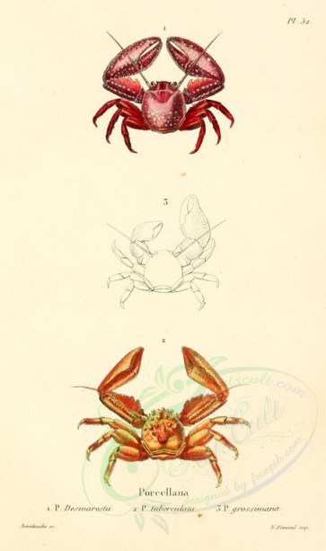 insects-17224 - 020-porcellana [1661x2801]