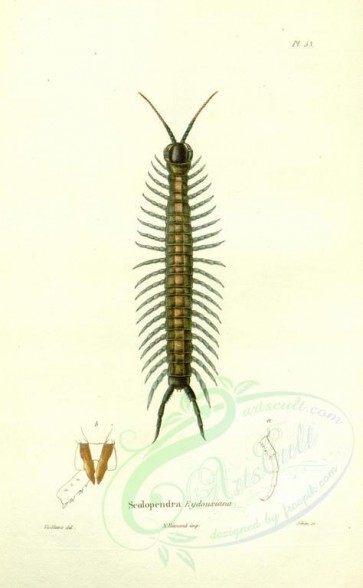 insects-17247 - scolopendra [1942x3143]