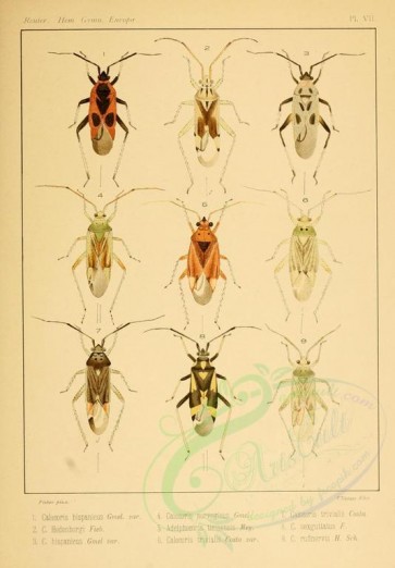 insects-17306 - calocoris, adelphocoris [2023x2905]
