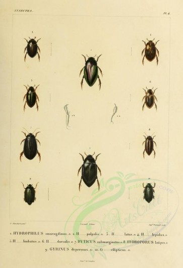 insects-17375 - 016-hydrophilus, dyticus, hydroporus, gyrinus [2660x3886]