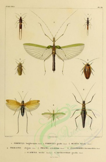 insects-17397 - 038-forficula, blatta, phoraspis, phasma, anisomorpha, scaphura, listroscelis [2591x3954]