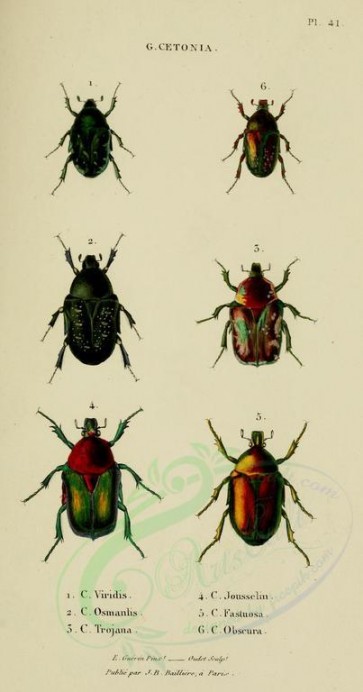 insects-17443 - 034-cetonia [1600x3042]