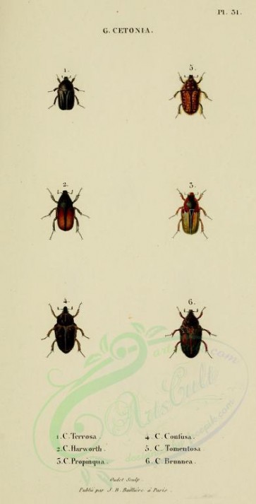 insects-17453 - 044-cetonia [1585x3109]
