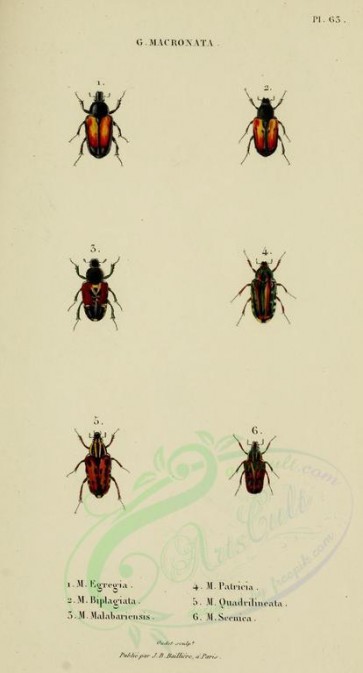 insects-17465 - 056-macronata [1711x3172]