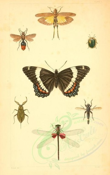 insects-17522 - 001-nepa, agrion, mutilla, asilus, erax, cassida, coptocycla, locusta, oedipoda, nymphalis [1906x3039]