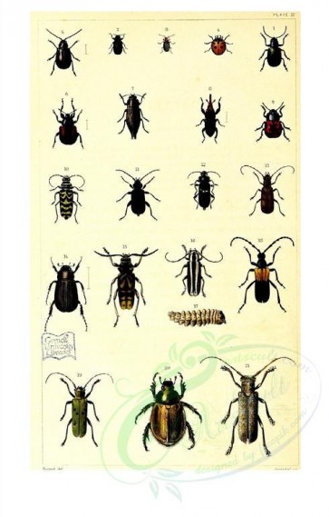 insects-17531 - 002-eumolpus, chrysobothris, galeruca, coccinella, haltica, attelabus, dicerca, sitophilua, chrysomela, clytus, callidium, hylotrupes, saperda, omaloplia, clytus, desmocerus, areoda [1555x2437]