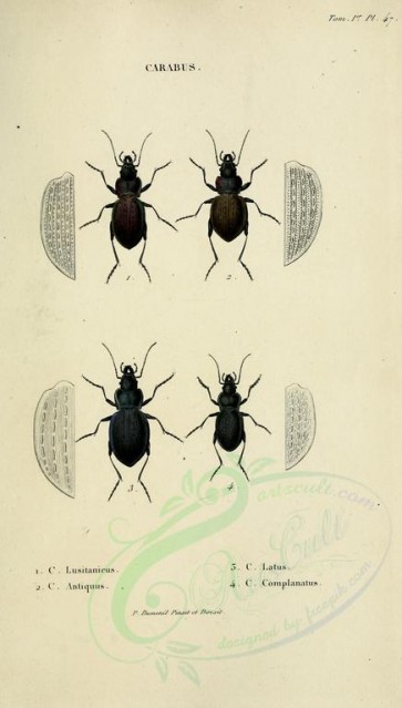 insects-17581 - 047-carabus [1928x3396]