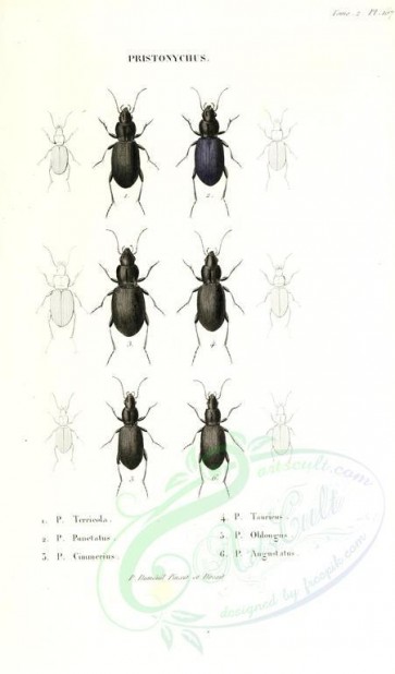 insects-17641 - 042-pristonychus [2002x3404]
