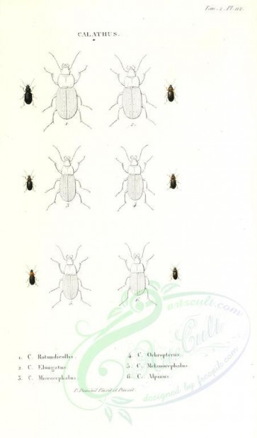 insects-17646 - 047-calathus [2002x3404]