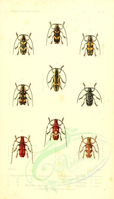 insects-17721 - 006-tragocephala, poimenesperus, callimation [1681x2943]