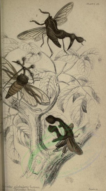 insects-17777 - membracis [2006x3592]
