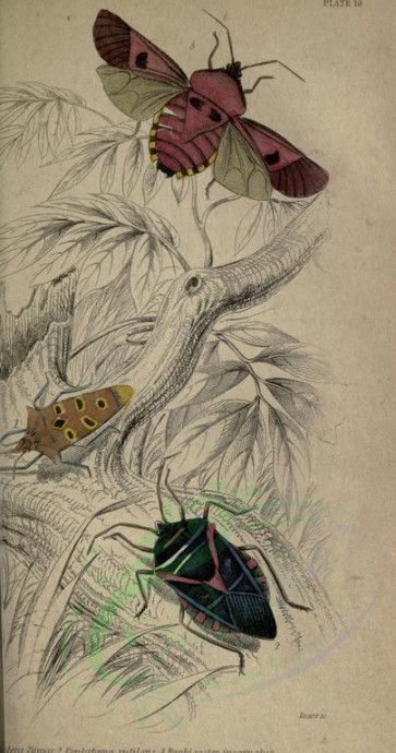 insects-17778 - pentatoma [1896x3604]