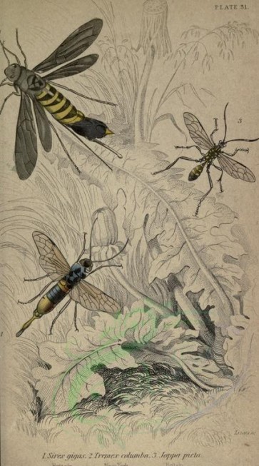 insects-17782 - sirex, tremex, joppa [1986x3572]