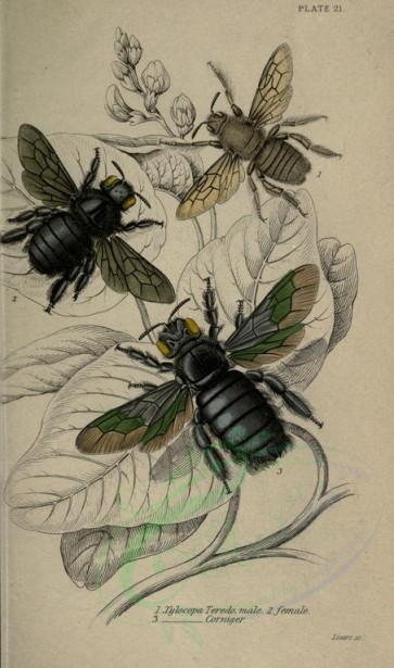 insects-17819 - xylocopa [2188x3708]