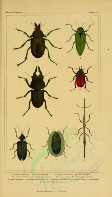 insects-17823 - 004-goliath, luceanus, hispa, buprestis, cetonia, halaeus, brentus [1816x3206]