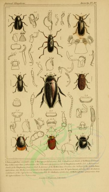 insects-17839 - 020-potamophilus, dryops, georissus, elophorus, globaria, hydrophilus [1816x3206]