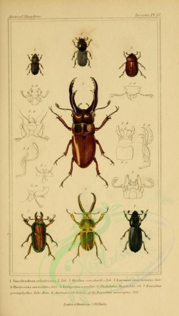insects-17846 - 027-sinodendron, oesalus, lucanus, platycerus, lamprima, phlidotus, passalus [1816x3206]