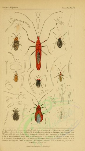 insects-17875 - 056-lygaeus, macrocheraia, salda, astemma, myris, macrocephalus, redovius, ploiaria [1816x3206]