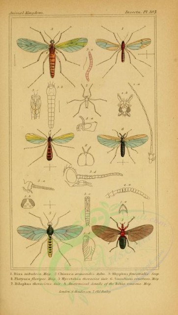 insects-17896 - 077-dixa, chionea, rhyphus, platyura, mycetobia, simulium, dilophus [1816x3206]