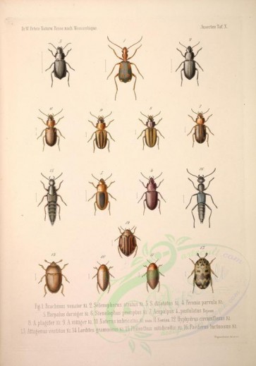 insects-17930 - 009-brachinus, selenophorus, feronia, harpalus, stenolophus, acupalpus, noterus, hyphydrus, attagenus, lordites, philonthus, paederus [4460x6369]