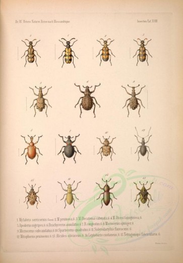 insects-17938 - 017-mylabris, apoderus, brachycerus, microcerus, spartecerus, siderodactylus, mitophorus, alcides, leptobaris, tetragonops [4460x6369]