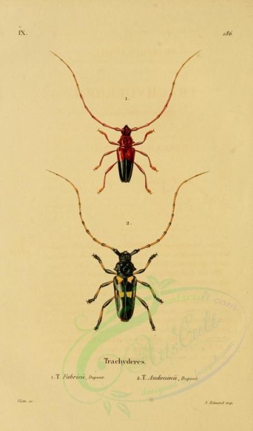 insects-18029 - 025-trachyderes [1781x3023]