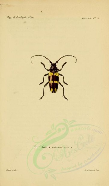 insects-18064 - 060-phaedinus [1781x3023]