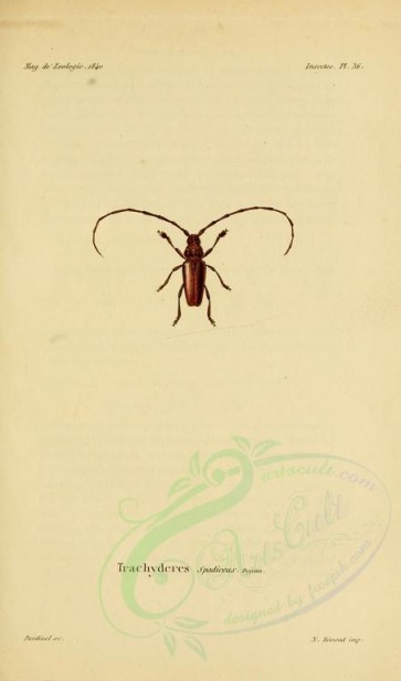 insects-18068 - 064-trachyderes [1781x3023]