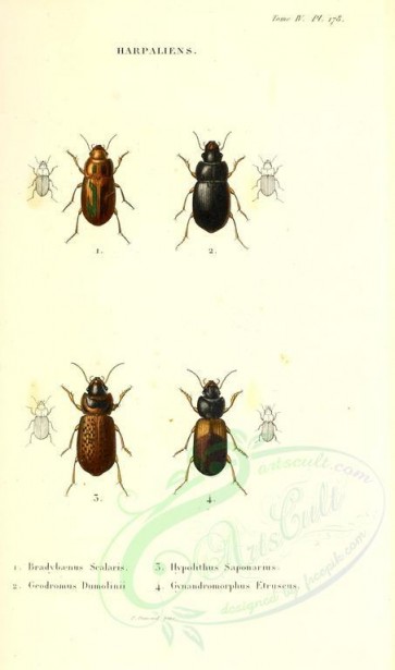 insects-18128 - 006-bradybaenus, hypolithus, geodromus, gynandromorphus [1976x3346]
