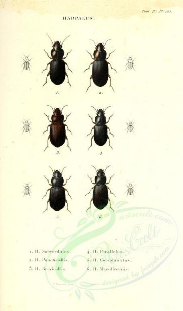 insects-18133 - 011-harpalus [1976x3346]