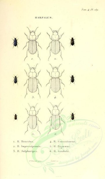 insects-18139 - 017-harpalus [1976x3346]