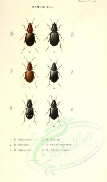 insects-18158 - 036-bembidium [1976x3346]