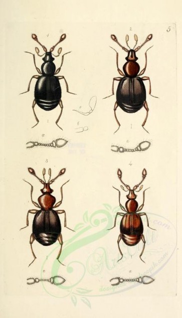 insects-18222 - scydmaenus, 1 [1734x3032]