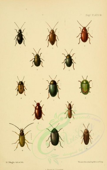 insects-18248 - longitarsus, crepidodera, chaetocnema, dibolia, cassida, pentaphylus, hypophloeus, cteniopus, eryx, carida [2290x3623]