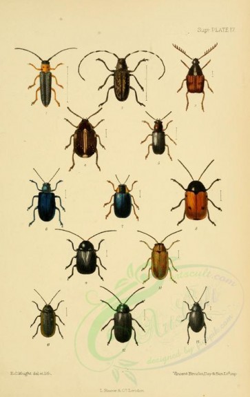 insects-18249 - oberea, monohamus, bruchus, orsodacna, lema, gynandrophthalma, cryptocephalus, galerucella, lochmaea, longitarsus [2290x3623]