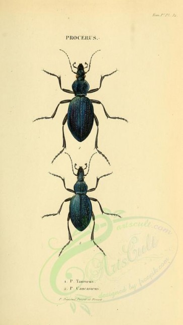 insects-18302 - 032-procerus [1893x3355]