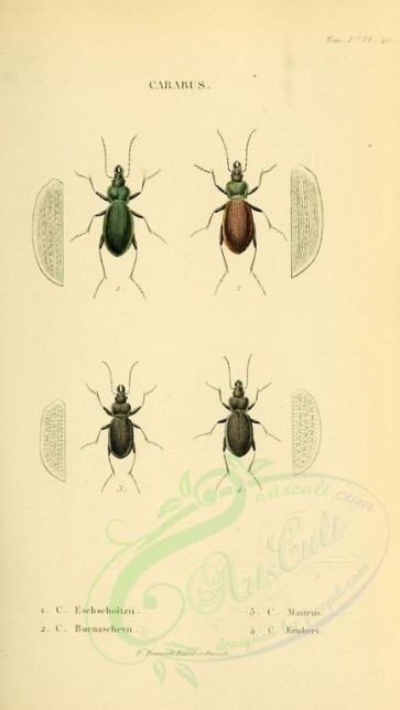 insects-18310 - 040-carabus [1893x3355]