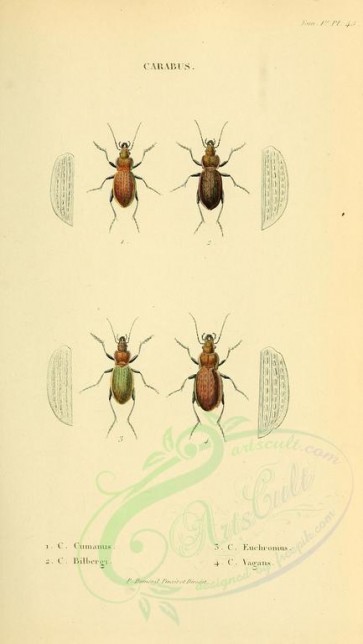 insects-18315 - 045-carabus [1893x3355]