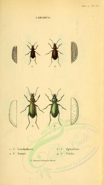 insects-18336 - 066-carabus [1893x3355]