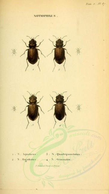 insects-18357 - 087-notiophilus [1893x3355]