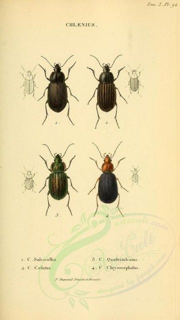 insects-18364 - 094-chlaenius [1893x3355]