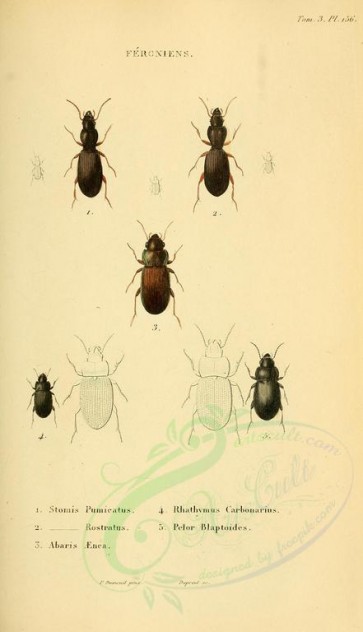 insects-18426 - 156-stomis, abaris, rhathymus, pelor [1913x3329]