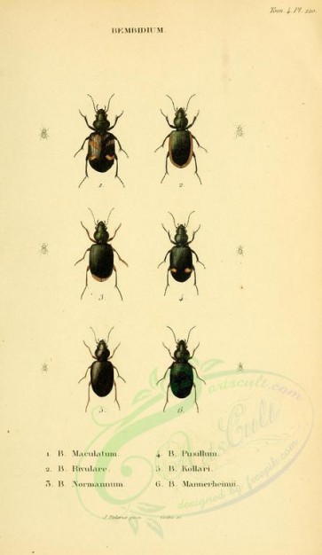 insects-18490 - 220-bembidium [1894x3265]