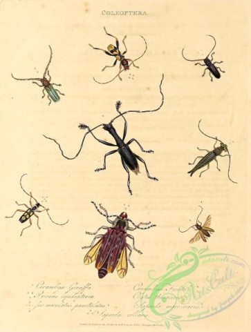 insects-18510 - 005-cerambyx, prionus, clytus, saperda