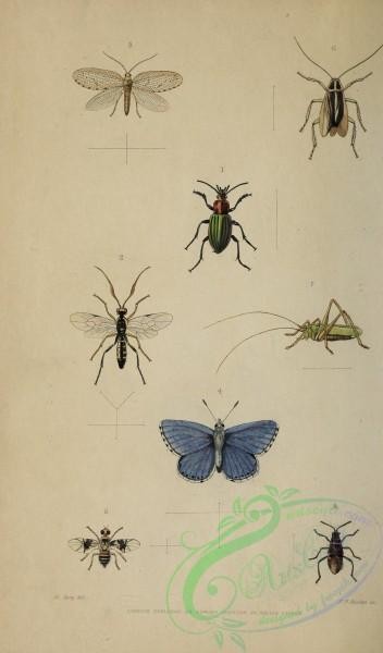 insects-18532 - Butterflys, Beetle, Fly, Grasshopper