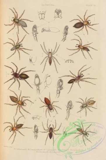 insects-18541 - 007-clubiona